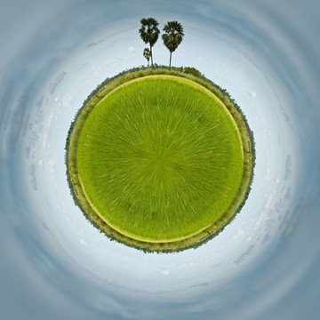 稻田