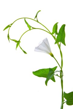 白花綠葉植物