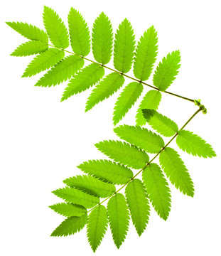 綠色植物