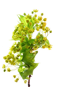 綠色植物