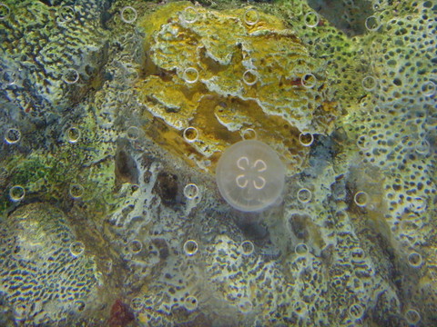 水母
