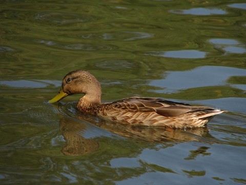 鴨湖