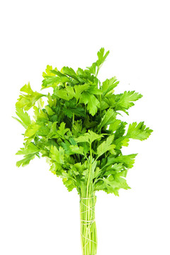 束歐芹