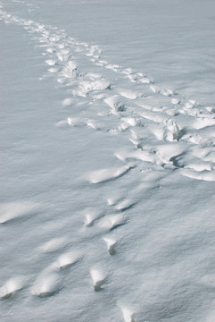 腳步在雪中
