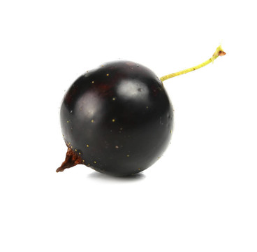 紅醋栗