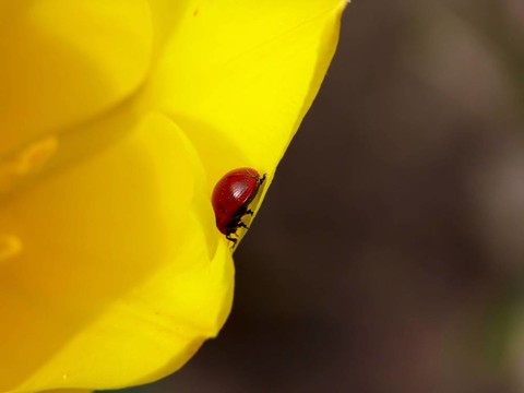 Ladybird。黃色郁金香。