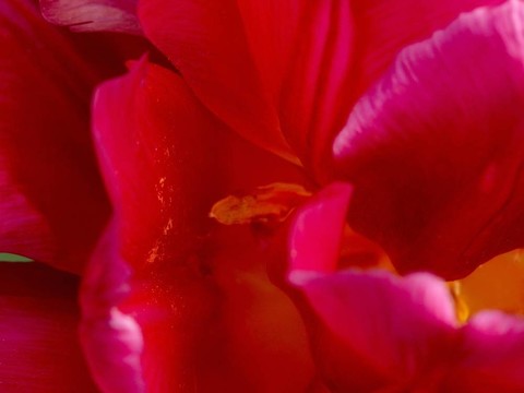 紅罌粟。