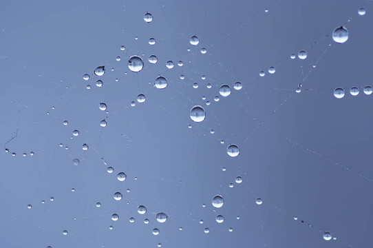 露水打濕的蛛網(wǎng)