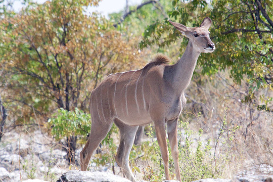 Greater Kudu（Tragelaphus strepsiceros）