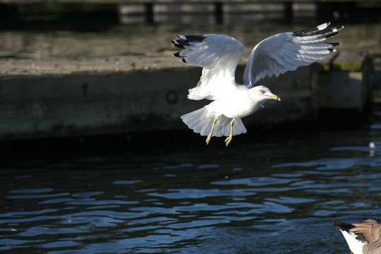 環(huán)嘴Gull Larus delawarensis