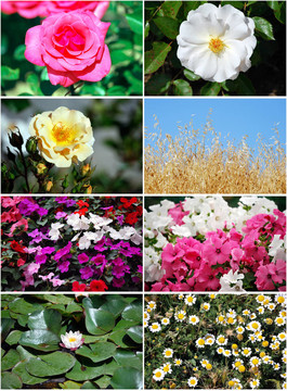 套flowers2