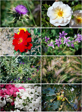 套flowers3