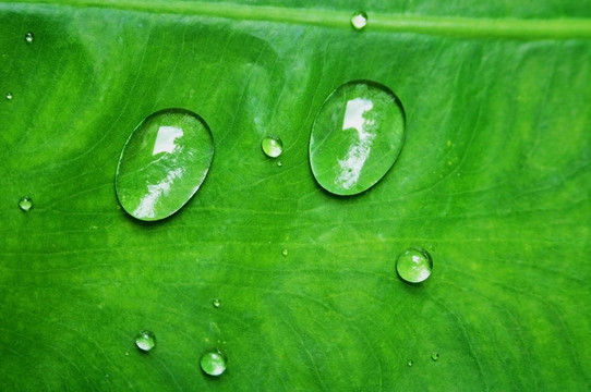 葉片水滴