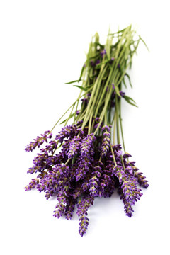 熏衣草花