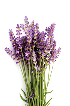 熏衣草花