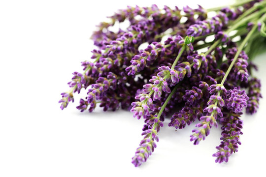 熏衣草花