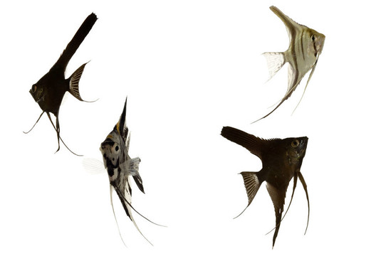 五標(biāo)量的魚(yú)
