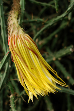 night_blooming_cereus