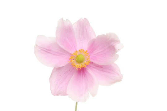 銀蓮花