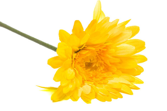 雛菊