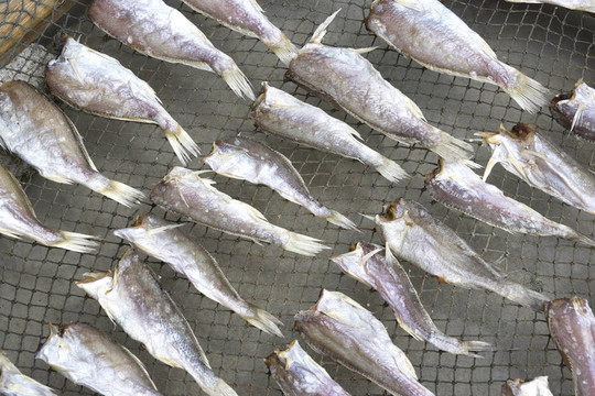 咸魚干燥