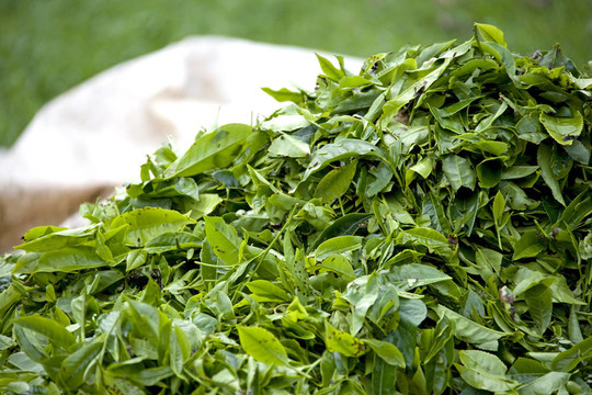 新收獲茶葉