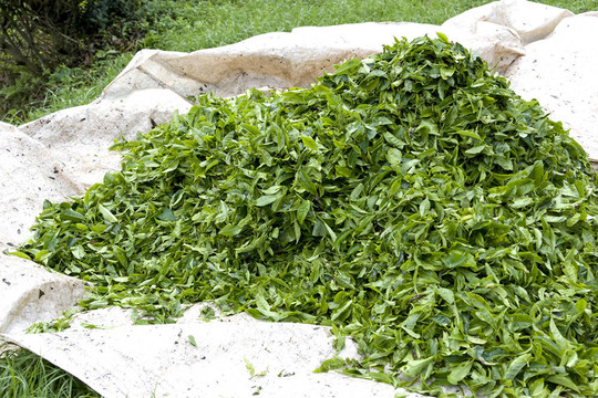 新收獲茶葉