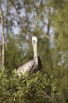 Brown Pelican棲息在樹枝上