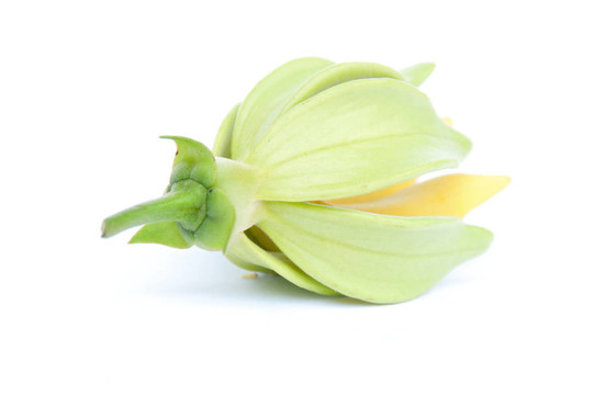 Ylang Ylang花在隔離背景。
