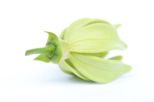 Ylang Ylang花在隔離背景。