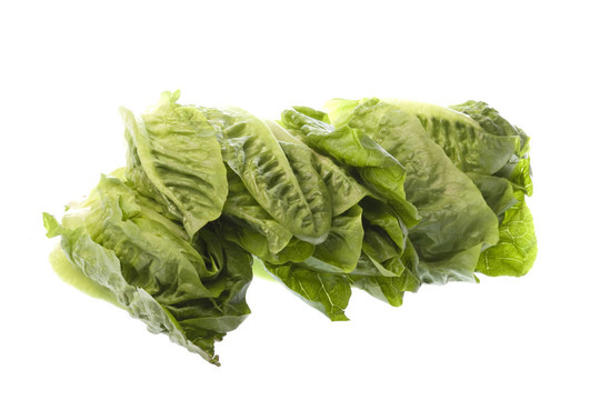 生菜隔離