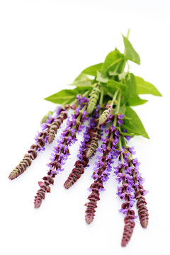鼠尾草花