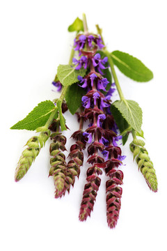 鼠尾草花