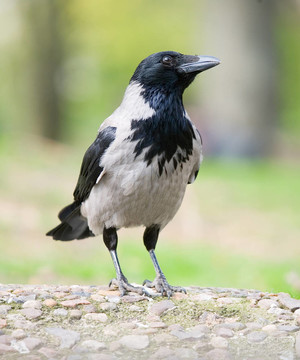 啼鳥