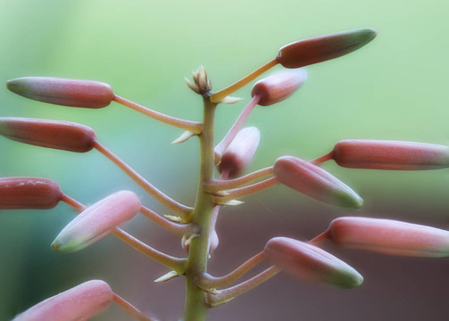 花宏