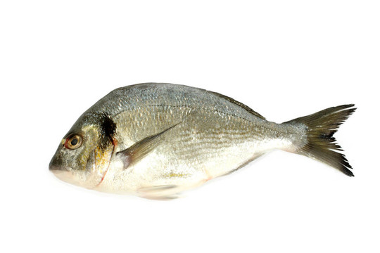 鲯鰍魚