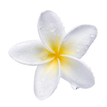 素馨花