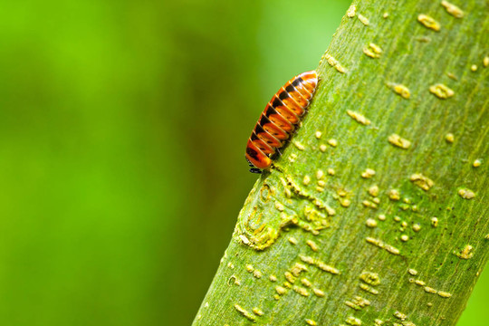 在富欣榮意新的bug的發(fā)現(xiàn)；泰國(guó)