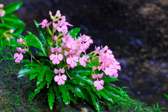 花rhodochela花雨；發(fā)現(xiàn)他們只在泰國。