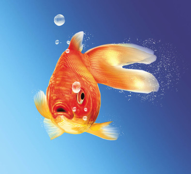 面向觀賞者的金魚；一些水泡泡；藍(lán)色梯度背景。