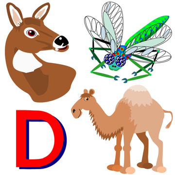 D鹿；蜻蜓；單峰駱駝