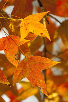 紅葉紅葉