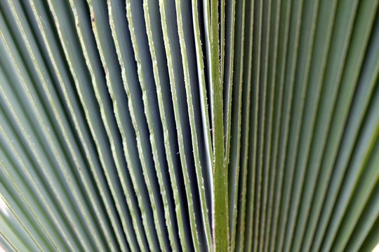 植物系