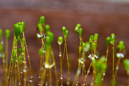 清新苔蘚與綠色水滴
