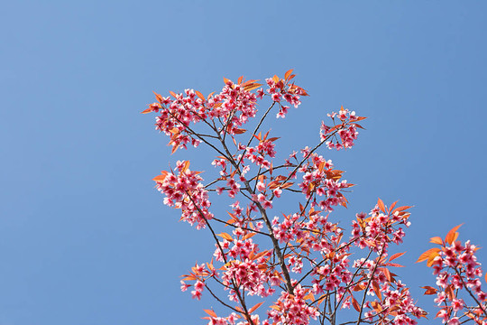 粉紅色的花