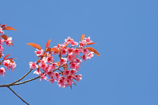 粉紅色的花
