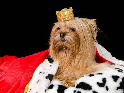 皇家犬