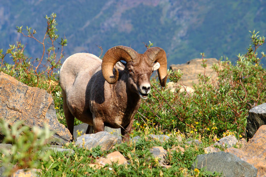 大角羊（Ovis canadensis）-蒙大納