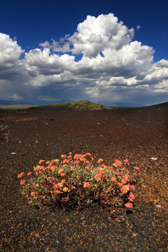 火山景觀中的花