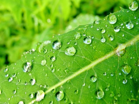 綠葉水滴